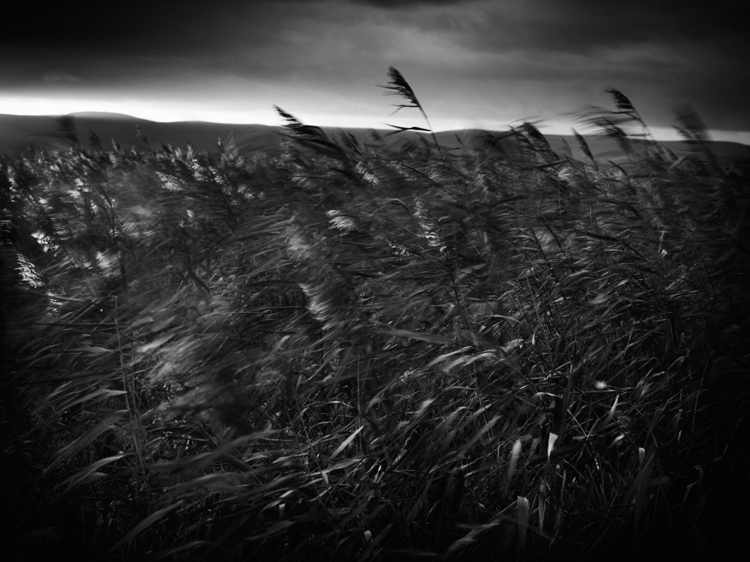 Jon Wyatt Photography - Reedbed in Bridgewater Bay in North Somerset
