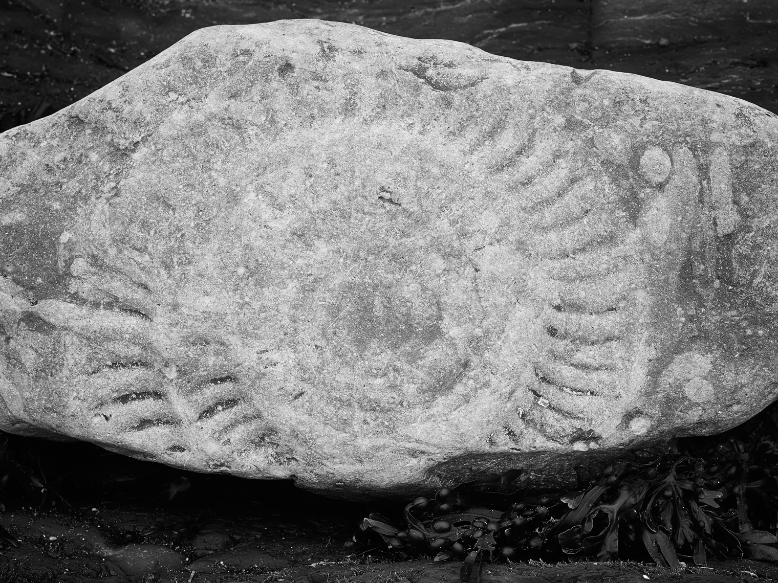 Jon Wyatt Photography - Ammonite fossil on Kilve beach in North Somerset
