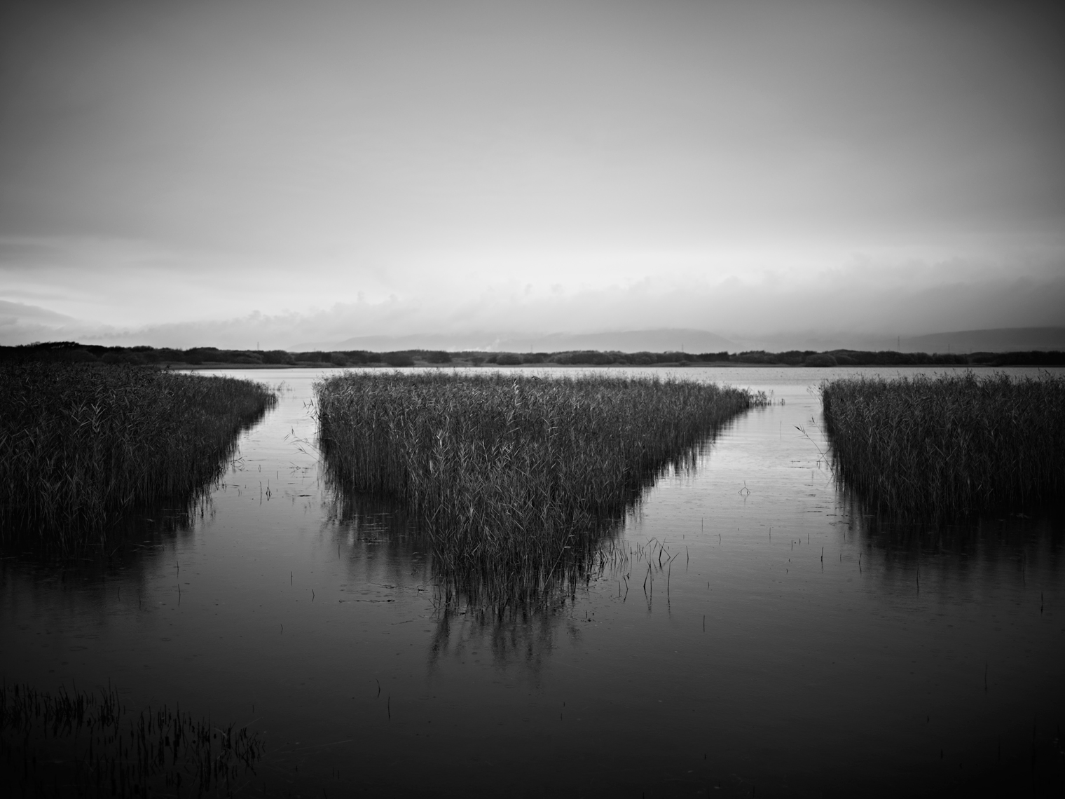Jon Wyatt Photography - Reedbeds in Kenfig Pool, South Wales