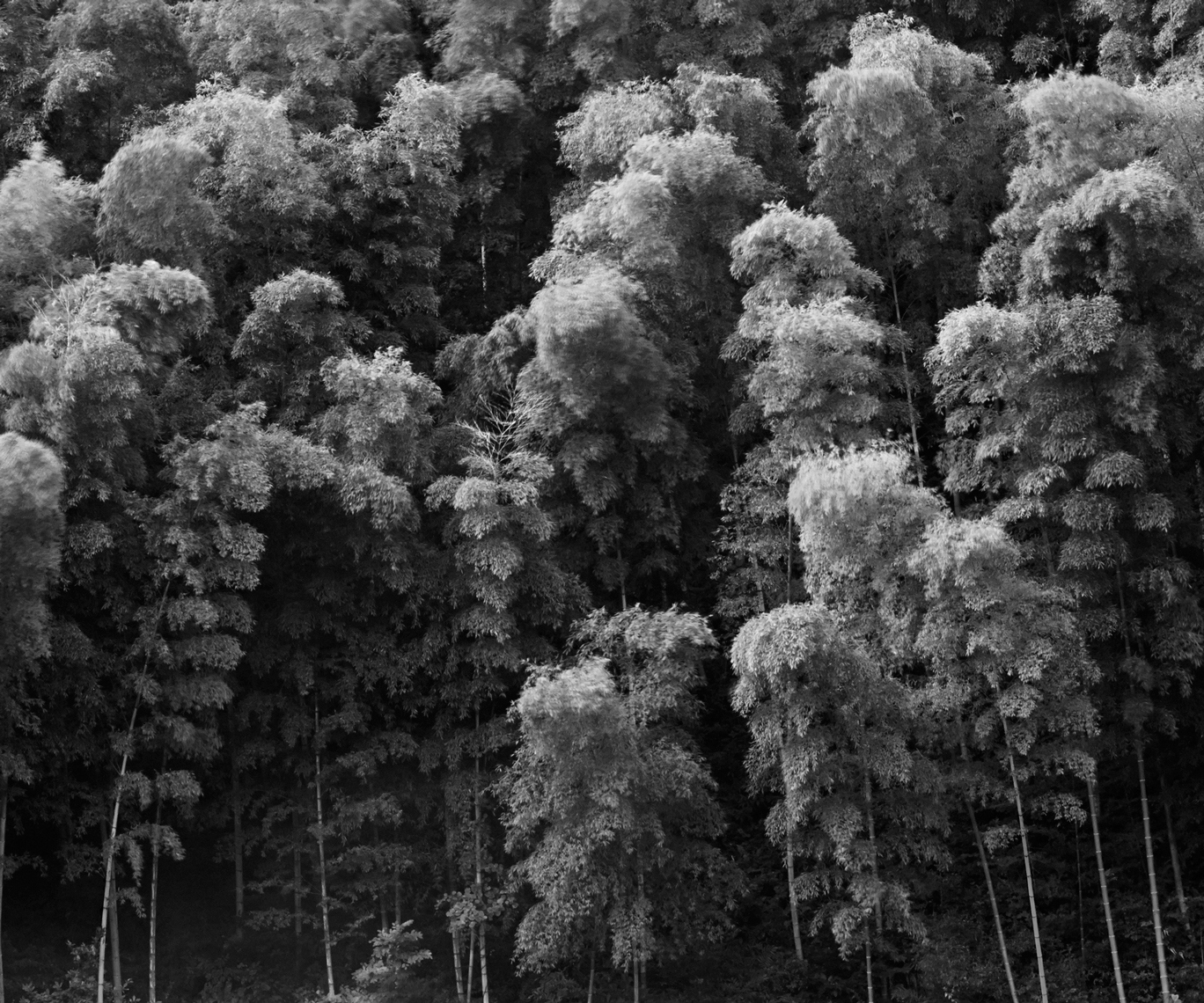 Jon Wyatt Photography - bamboo forest in Anhui Province, China