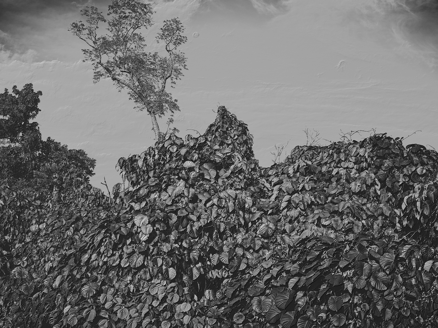Jon Wyatt Photography - Fault Line III - A tsunami of vegetation - invasive vines in samoa