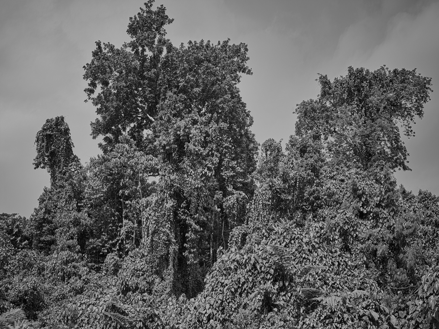 Jon Wyatt Photography - Fault Line V - A tsunami of vegetation - invasive vines in samoa