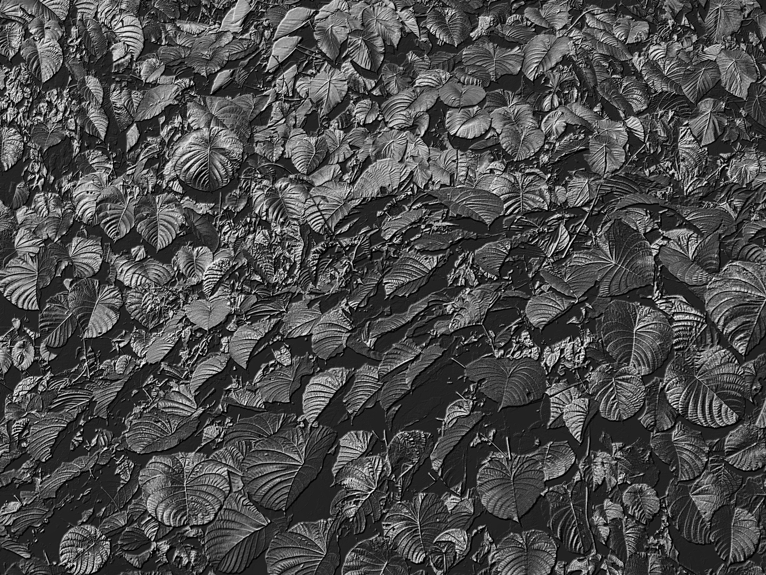 Jon Wyatt Photography - Fault Line VII - A tsunami of vegetation - invasive vines in samoa