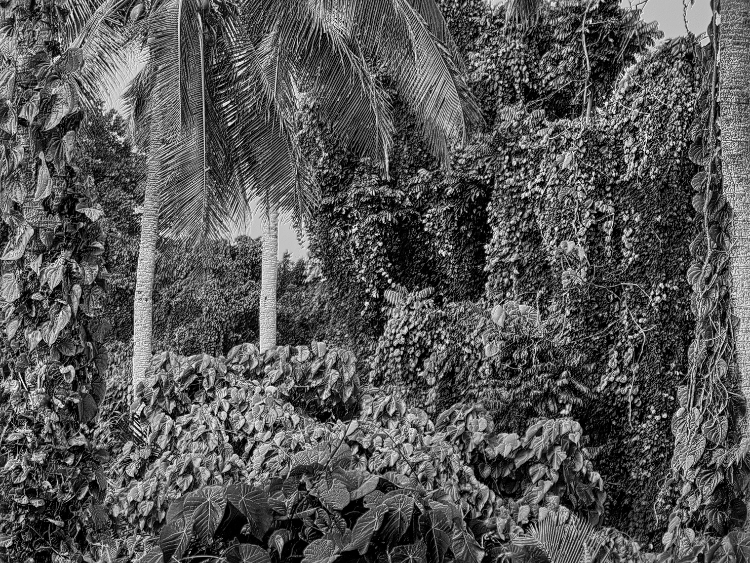 Jon Wyatt Photography - Fault Line X - A tsunami of vegetation - invasive vines in samoa