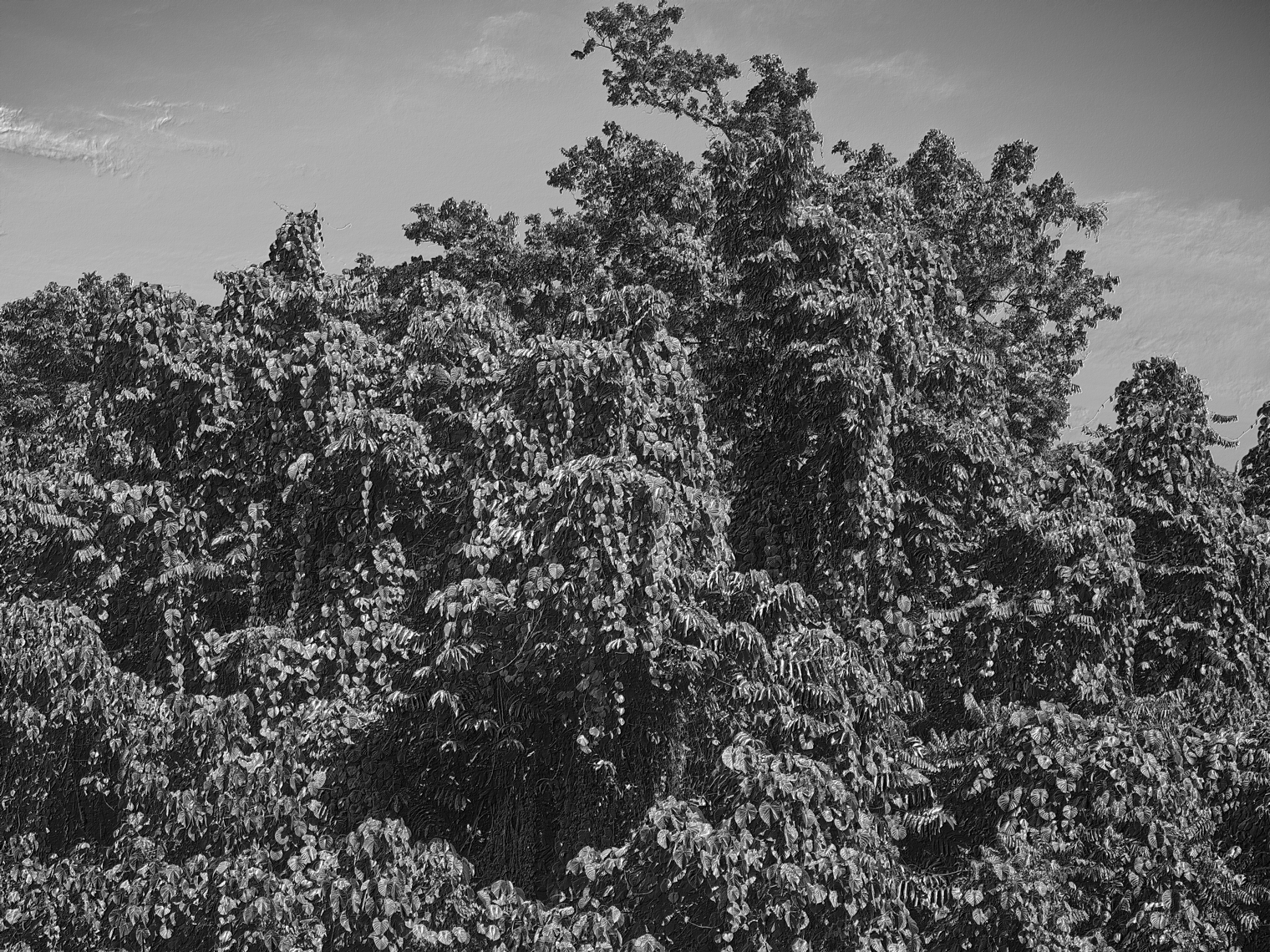 Jon Wyatt Photography - Fault Line XII - A tsunami of vegetation - invasive vines in samoa