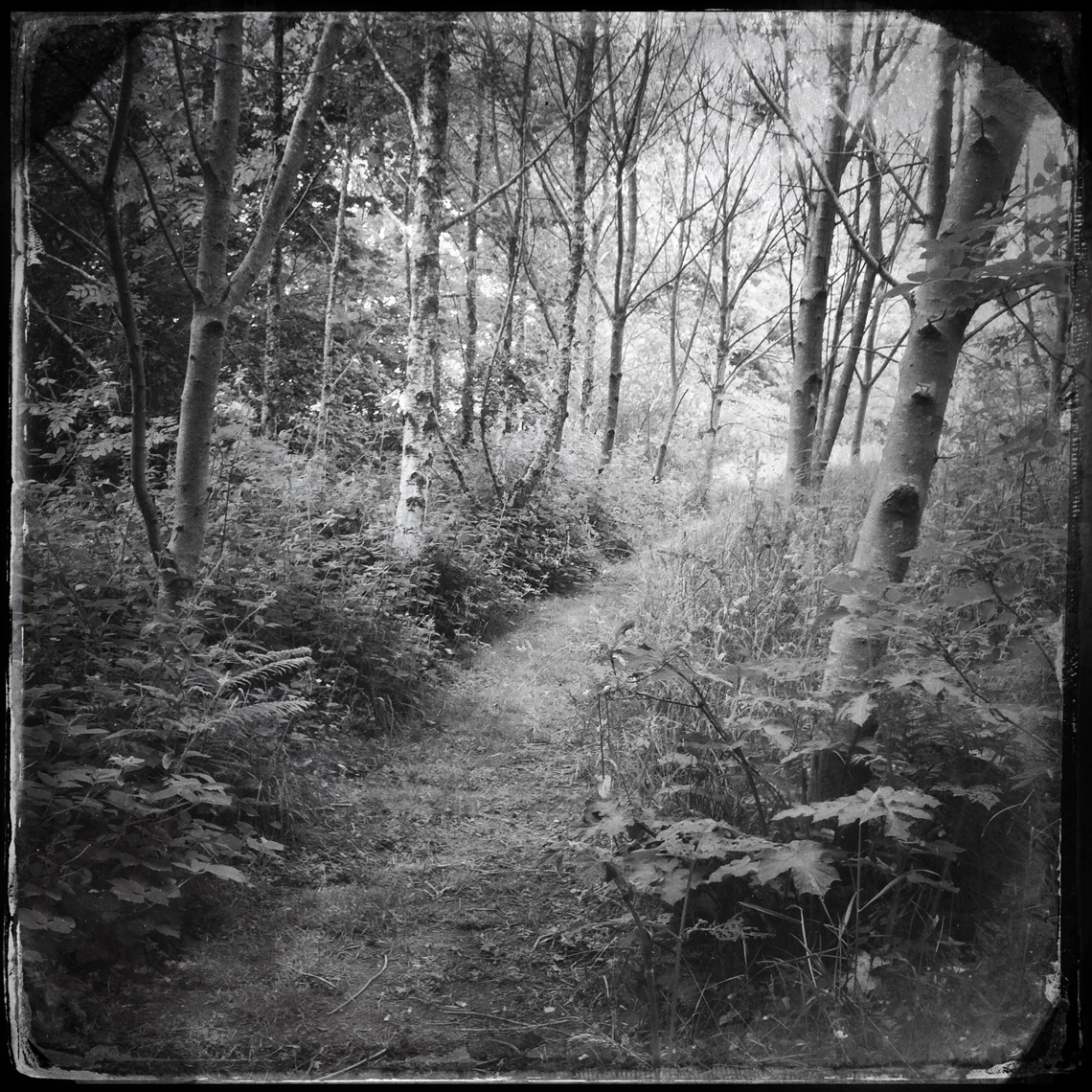 Jon Wyatt Photography - Sanctuary-PartI- woodland paths in Cornwall & Devon