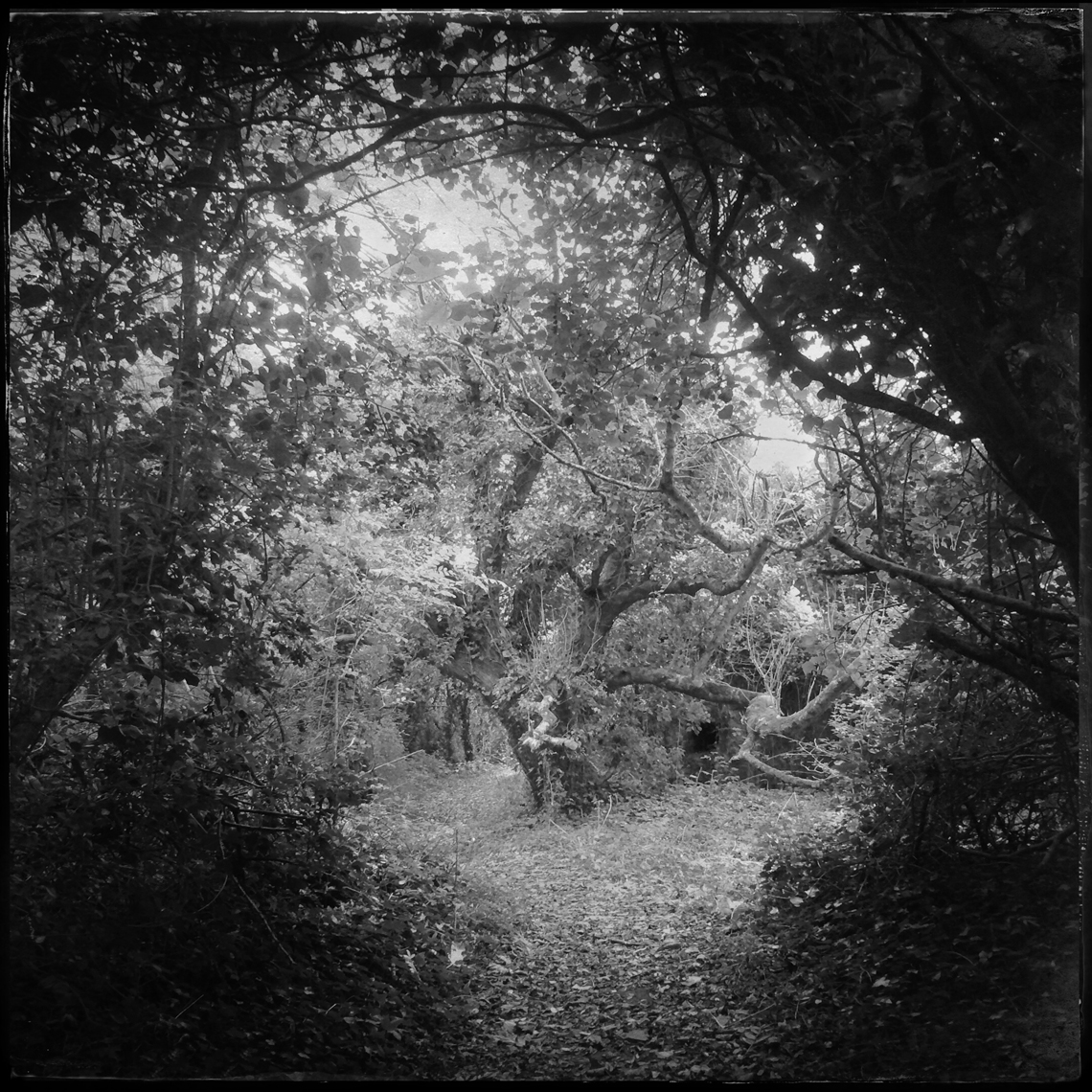 Jon Wyatt Photography - Sanctuary-PartI- woodland paths in Cornwall & Devon
