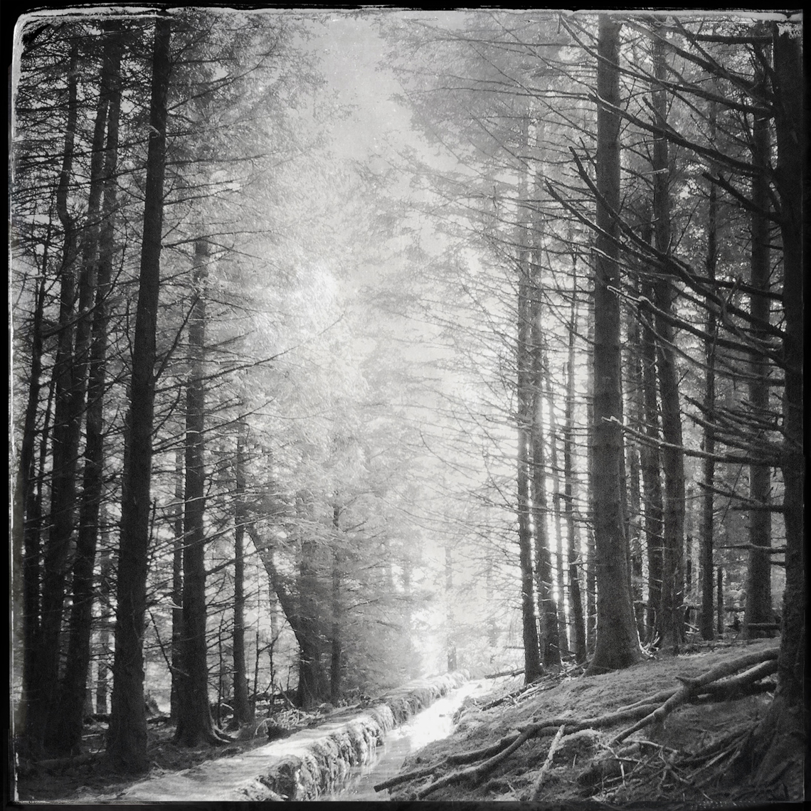 Jon Wyatt Photography - Sanctuary - Part II - woodland paths in Cornwall & Devon