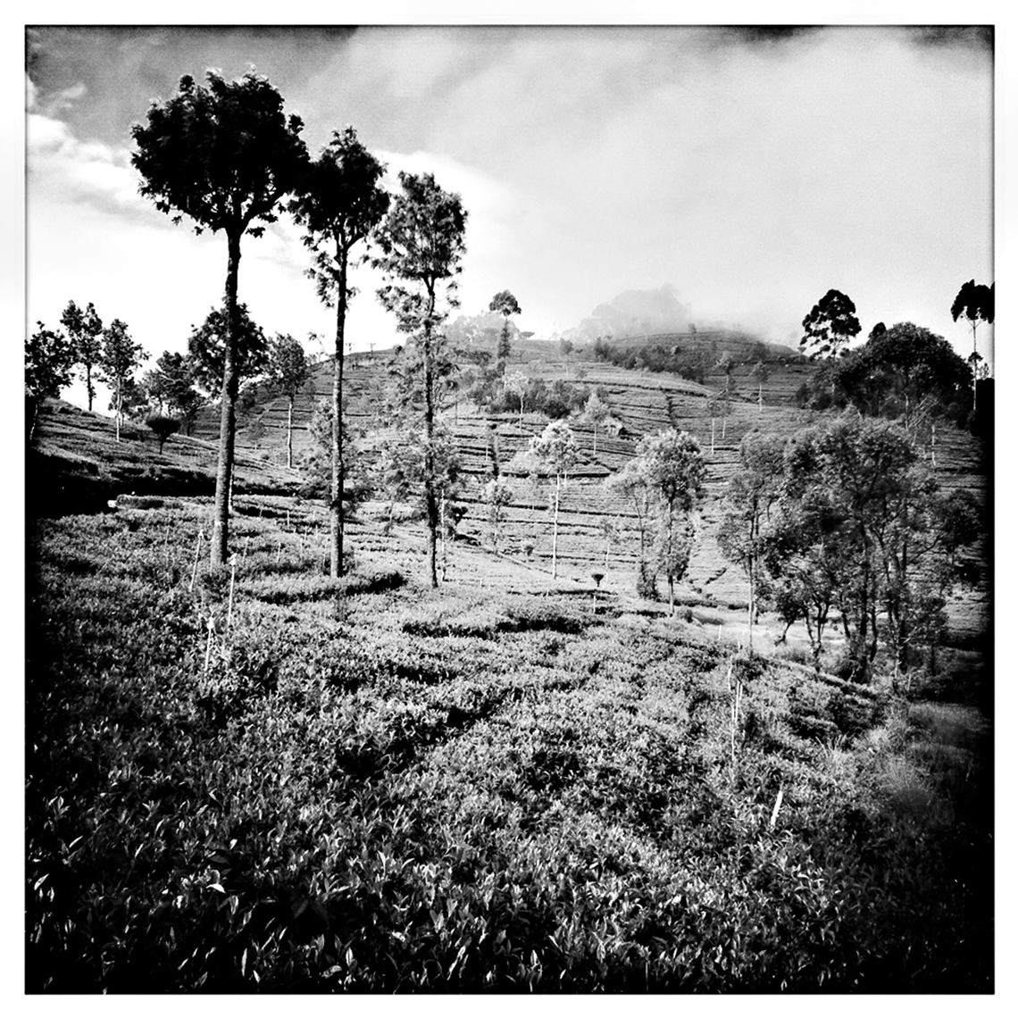 Jon Wyatt Photography - tea plantations, Sri Lranka. Hipstamatic