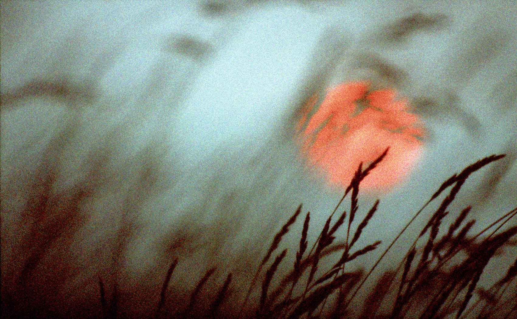 Jon Wyatt Photography - Dartmoor grasses at sunrise