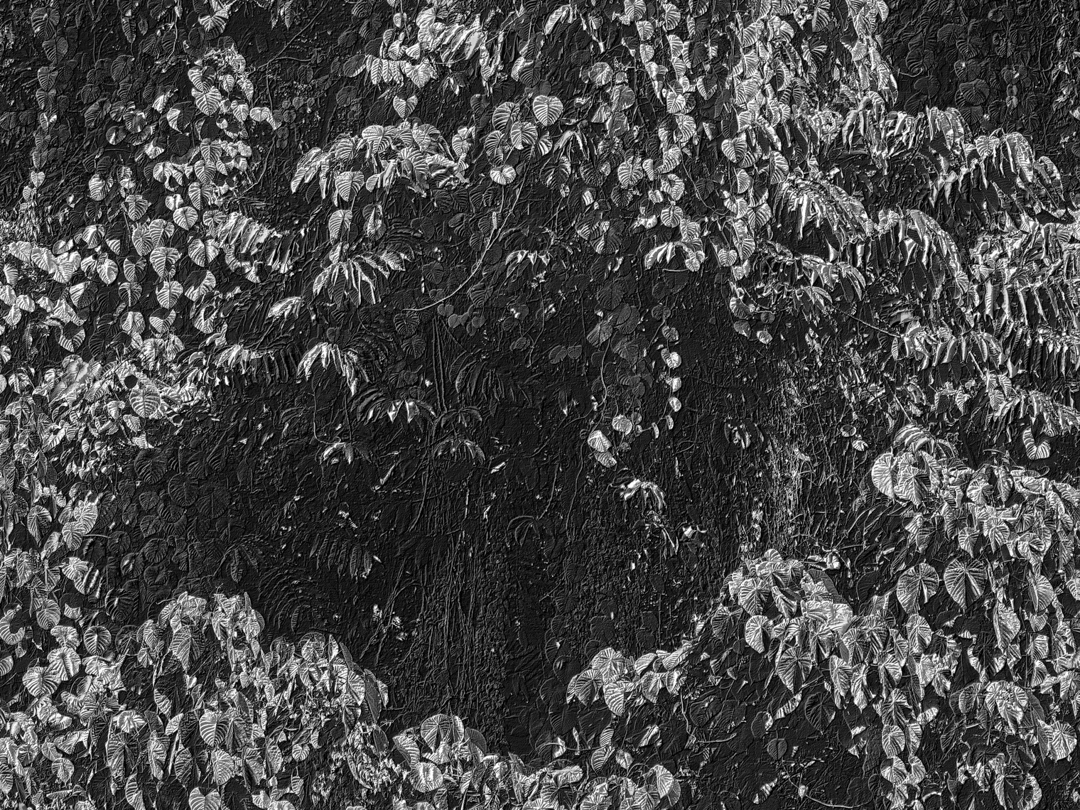 Jon Wyatt Photography - A tsunami of vegetation - invasive vines in samoa