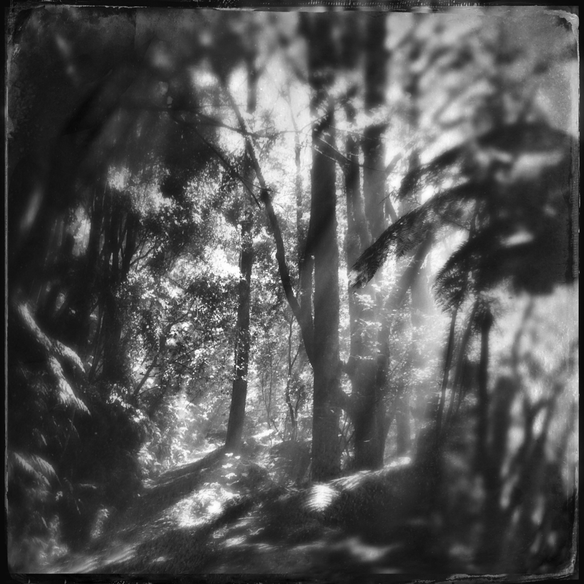 Jon Wyatt Photography - woodland path in New Zealand