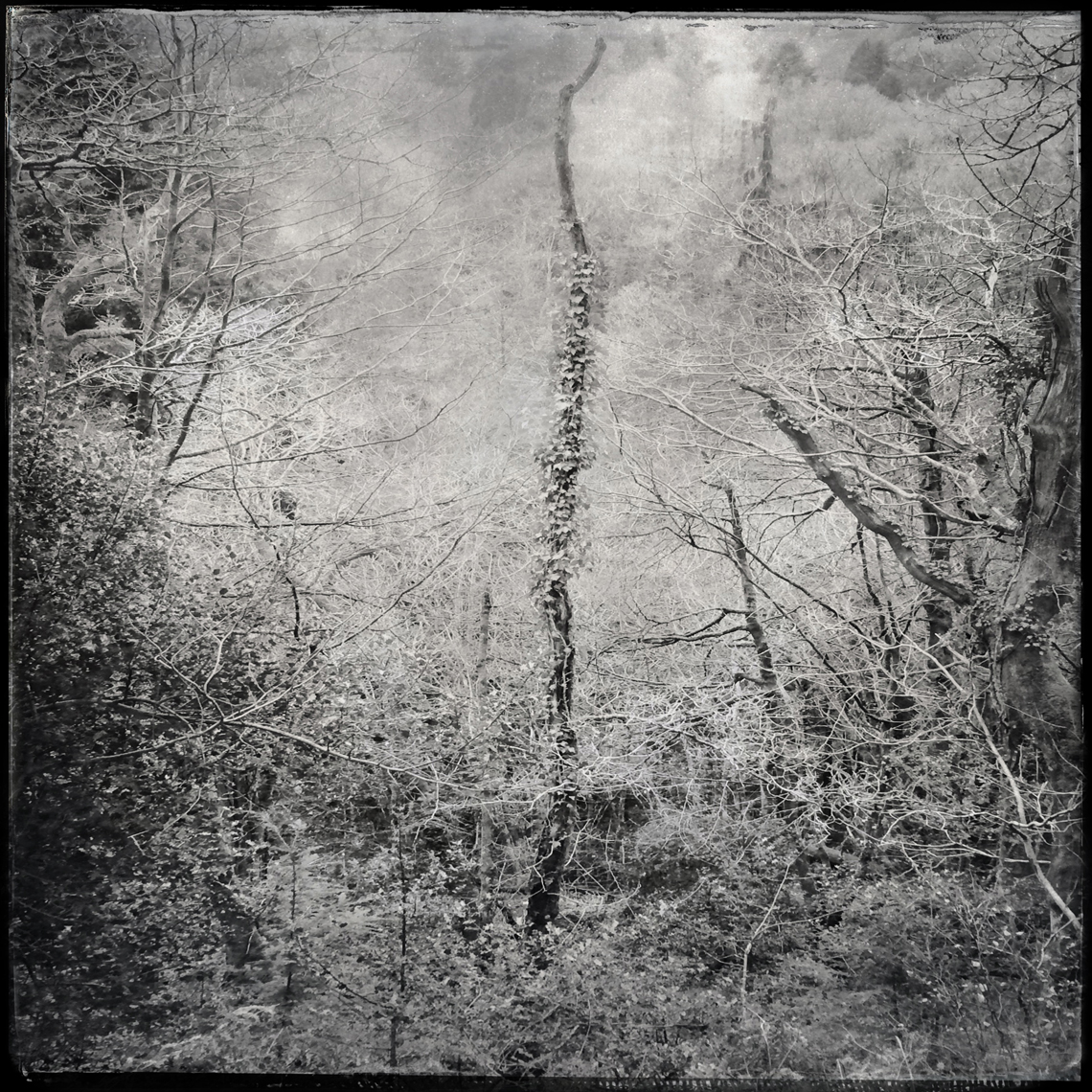 Jon Wyatt Photography - woodland paths in Cornwall & Devon