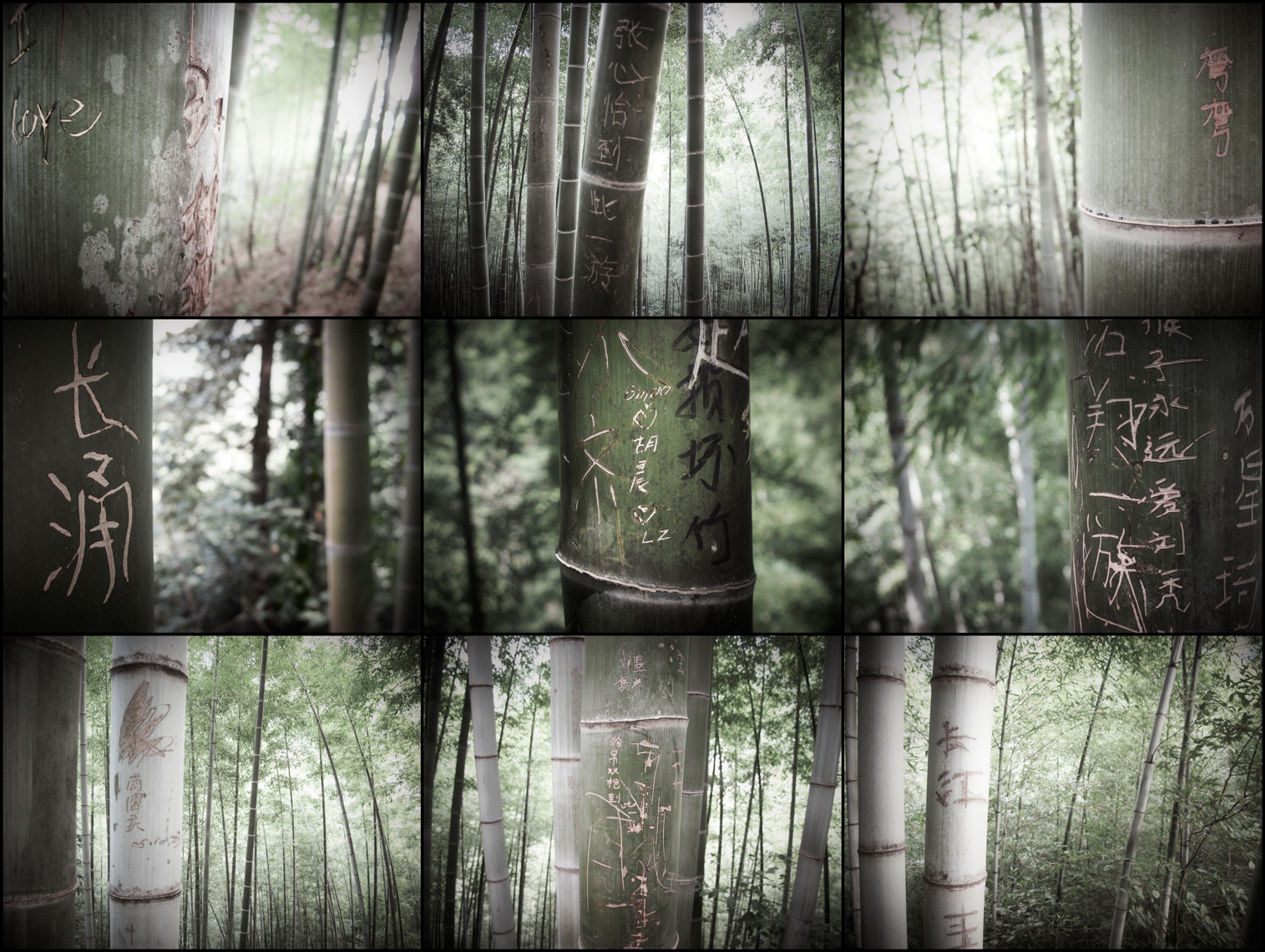 Jon Wyatt Photography - Graffiti on bamboo in bamboo forest in China