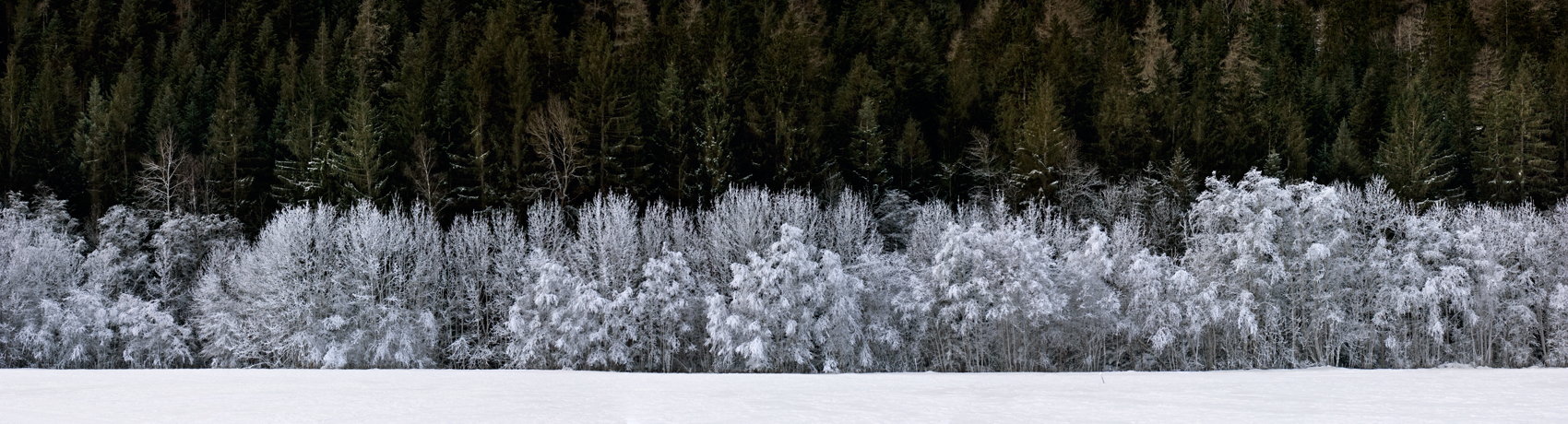 Jon Wyatt Photography - Snowy trees Tarentaise Valley, France